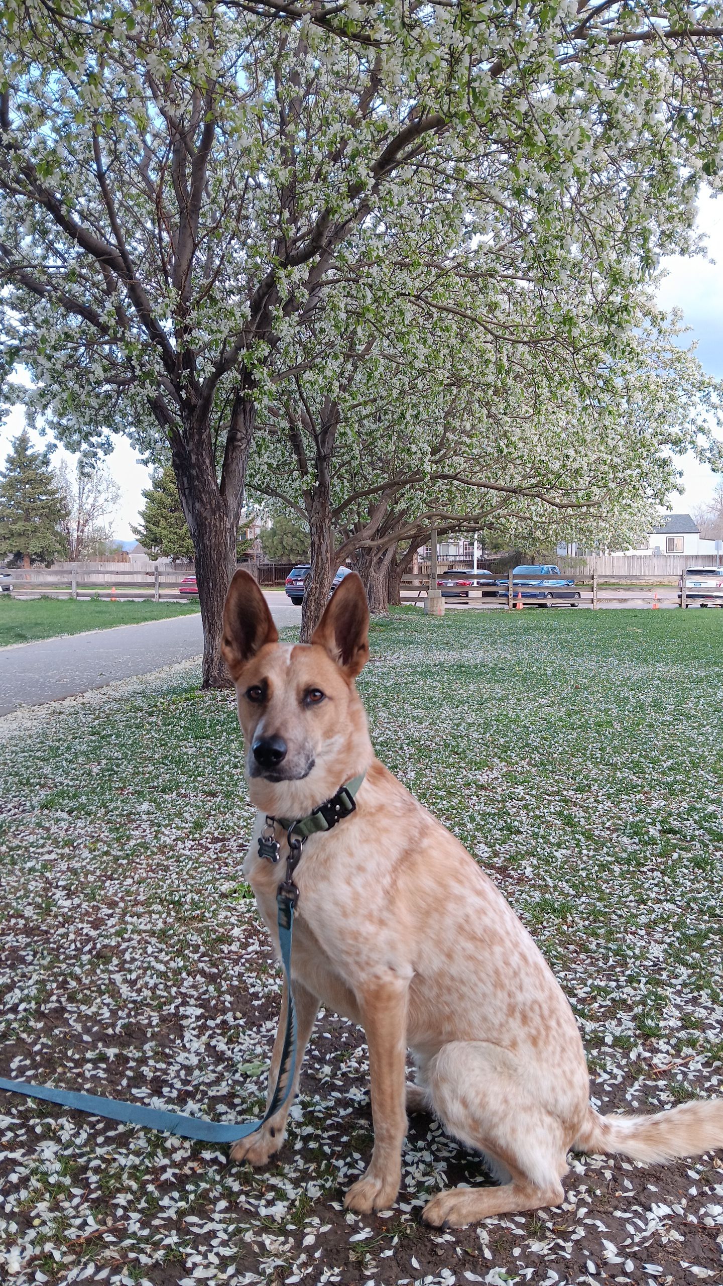 O'Reilly the dog